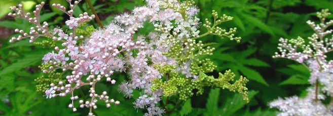 Таволга дланевая Таволга дланевая, или лабазник дланевый