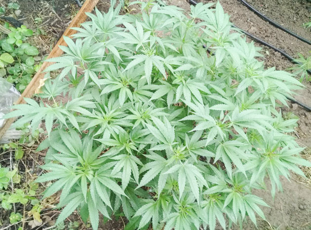 Использование дефолиации Куст Golosa на 12 неделе выращивания