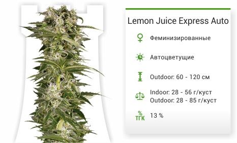 Сорт марихканы Lemon Juice Express Auto Lemon Juice Express Auto fem от Humboldt Seeds