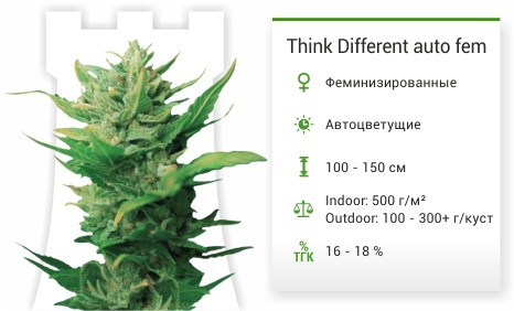 Сорт марихуаны Think Different auto Think Different auto fem от Dutch Passion