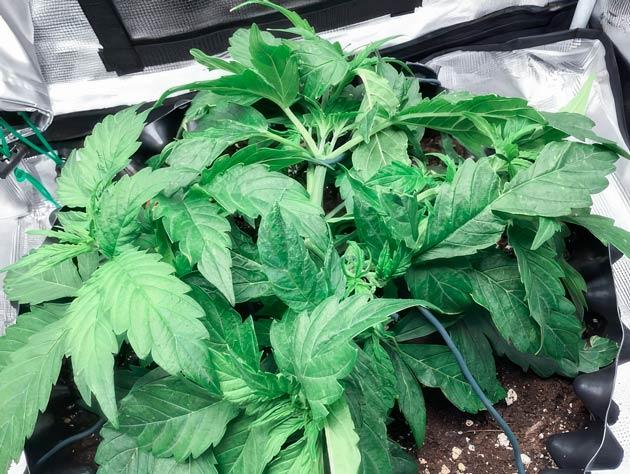 Куст Godzilla Cookies Auto от Herbies Seeds на стадии вегетации