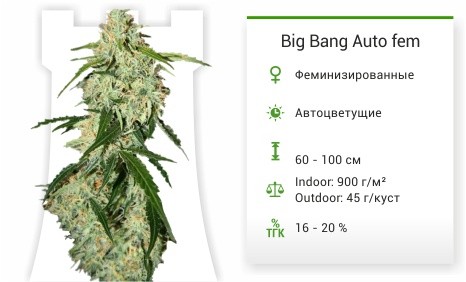 Сорт марихуаны Big Bang Auto Big Bang Auto fem (Green House Seeds)