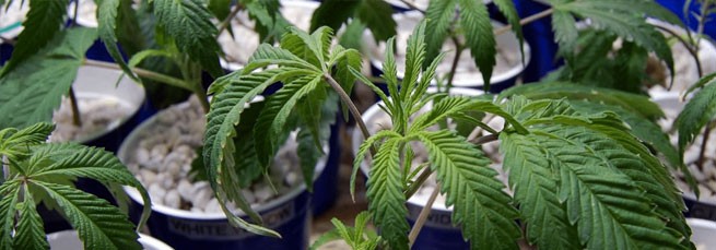 Перелив конопли Стресс конопли от перелива