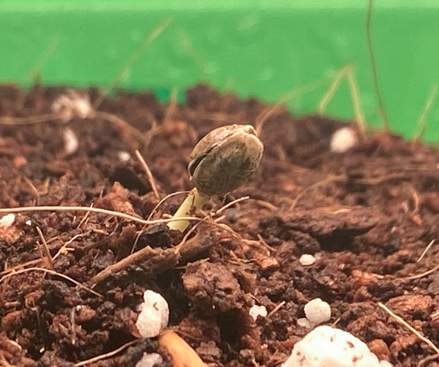 Проращивание семени Росток Chemical Bride от Green House Seeds на 1 неделе