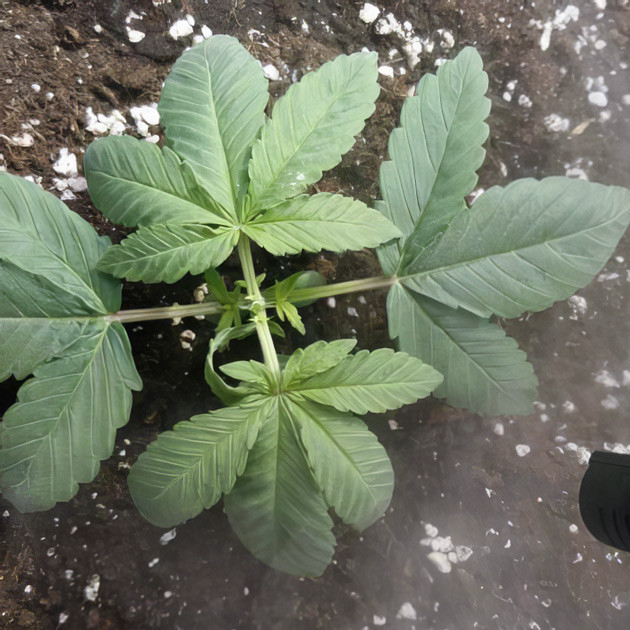 Топпинг на 2 неделе выращивания Куст конопли после топпинга