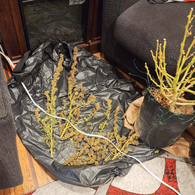 Харвест конопли на 21 неделе выращивания Собранный урожай в 508 грамм