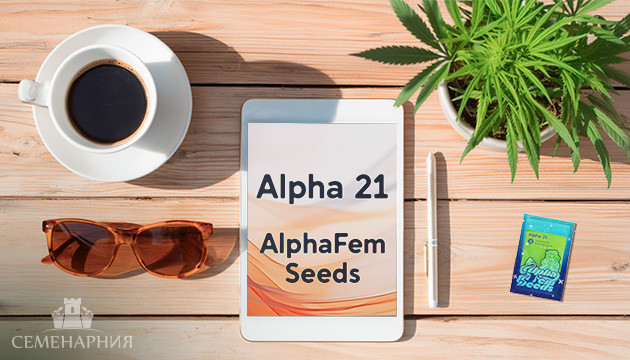 Выращивание сорта марихуаны Alpha 21 в индоре Гроурепорт сорта Alpha 21