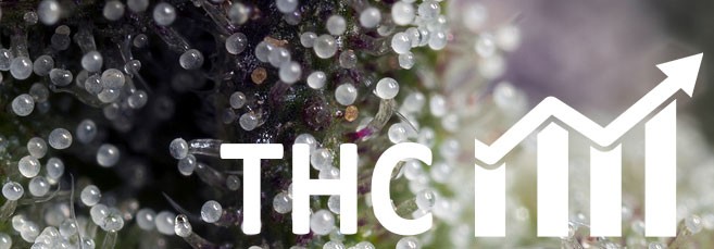 Как увеличить содержание ТГК в конопле Как увеличить ТГК