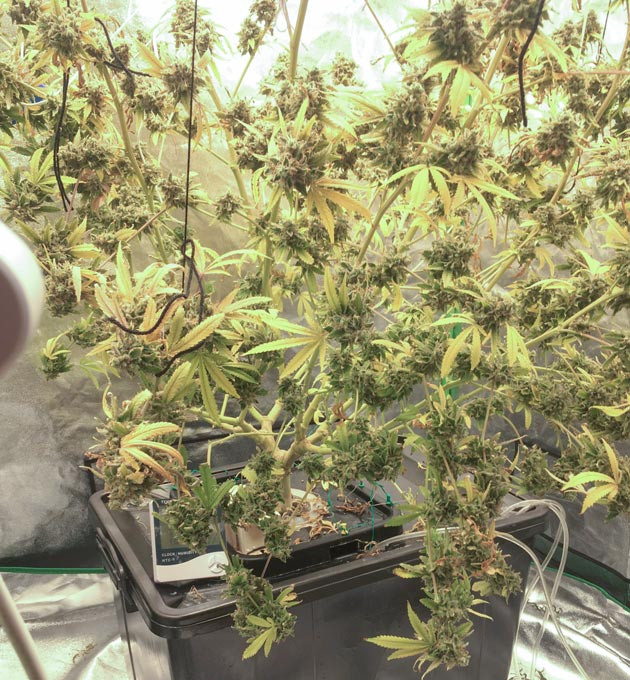 Подготовка к сбору урожая и промывка конопли Куст DDoS #33 на 15-17 выращивания