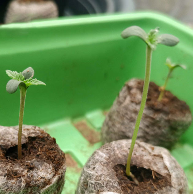 Проращивание семян Ростки Banana Punch от сидбанка Barney's Farm