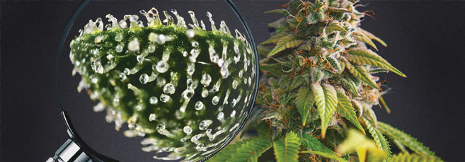 Какие существуют трихомы?