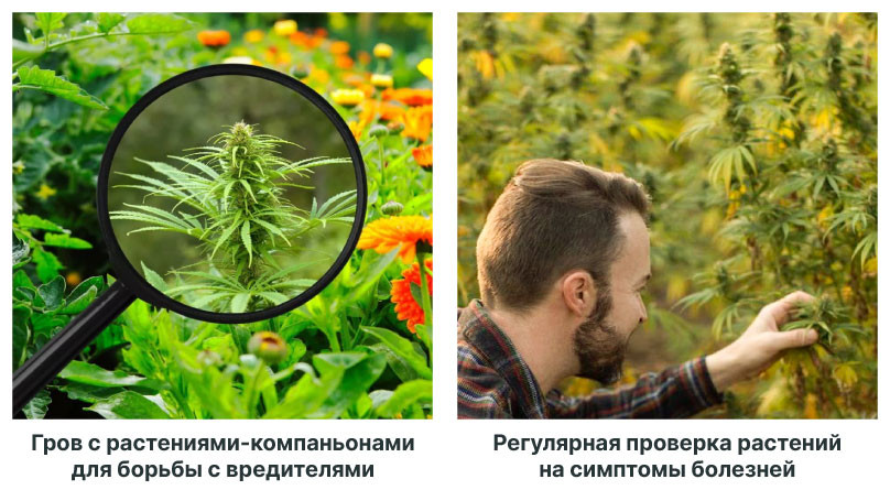 Эффективные методы контроля вредных насекомых Защита конопли от вредителей в лесу