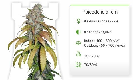 Сорт марихуаны Psicodelicia Psicodelicia fem от Sweet Seeds