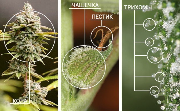 Чашечки и трихомы на соцветиях марихуаны Строение шишек конопли