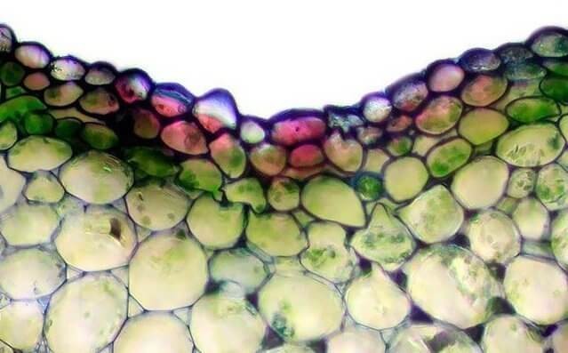 Наружный слой стебля Эпидермис стебля в 40-кратном увеличении