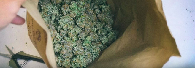 Ферментация конопли Как ферментировать соцветия конопли