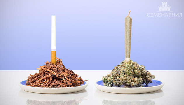 Влияние сигарет и марихуаны на организм Сигареты и марихуана