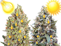 В индоре смолы больше чем в аутдоре В индоре смолы больше чем в аутдоре