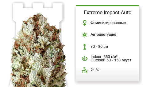 Сорт марихуаны Extreme Impact Auto Extreme Impact Auto от Heavyweight Seeds