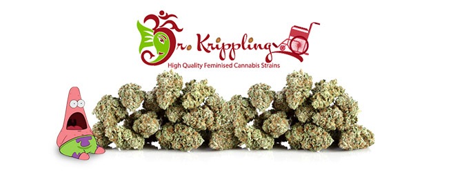 Урожайные сорта от Dr. Krippling Seeds Урожайные сорта от Dr. Krippling Seeds