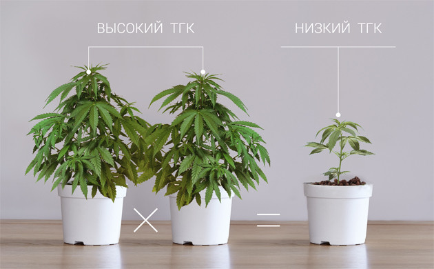 Выведение собственного сорта конопли Высокий и низкий ТГК