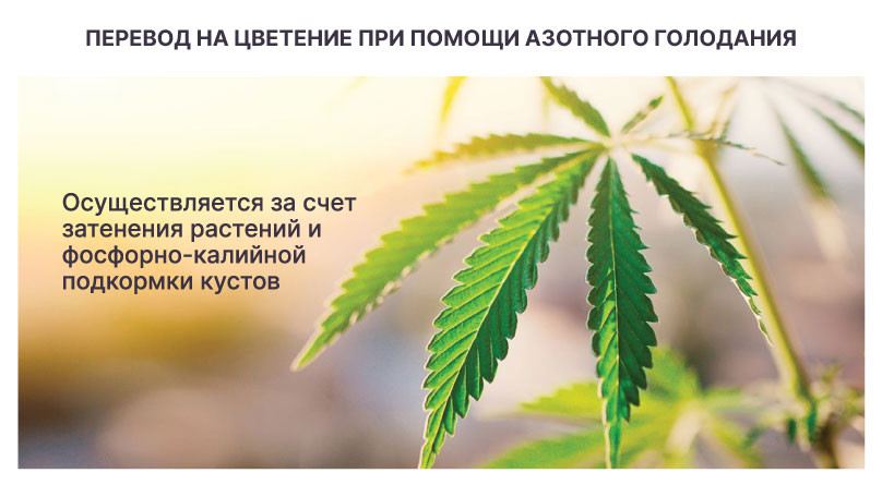 Перевод на цветение с помощью азотного голодания Азотное голодание