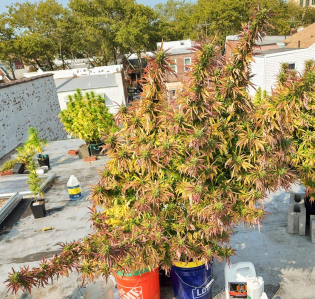 19 и 20 недели выращивания Куст конопли перед харвестом