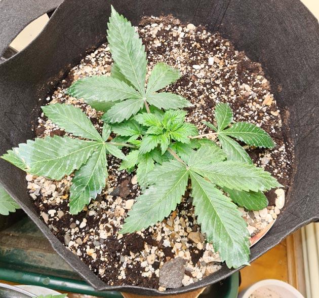 Пересадка марихуаны и удобрения Растишка Auto Orange Bud от Dutch Passion на 4 неделе