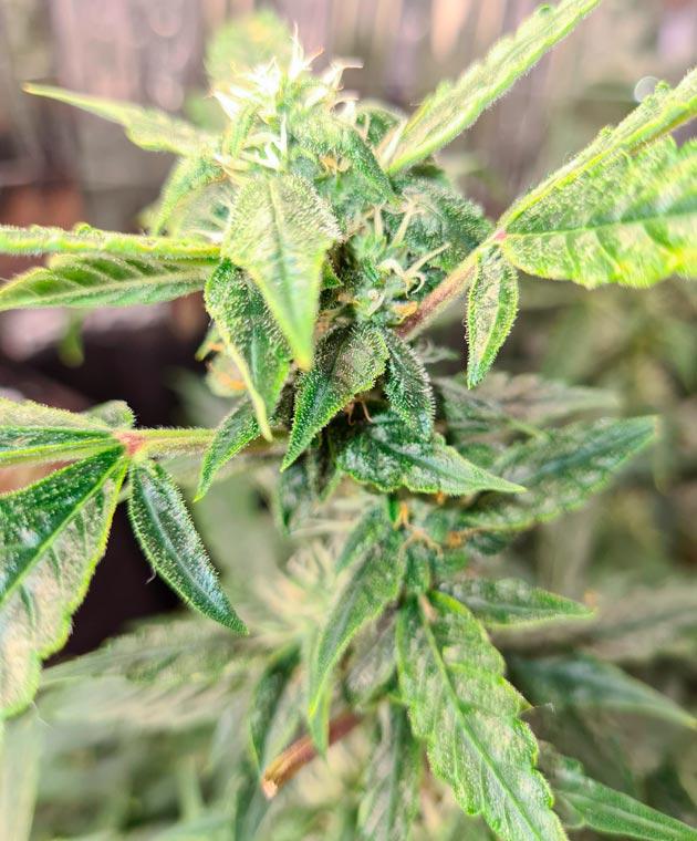 Полив и цитрусовый аромат марихуаны Куст Auto Orange Bud от Dutch Passion на 11 неделе