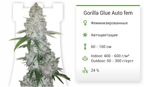 Сорт марихуаны Gorilla Glue Auto Gorilla Glue Auto fem FastBuds