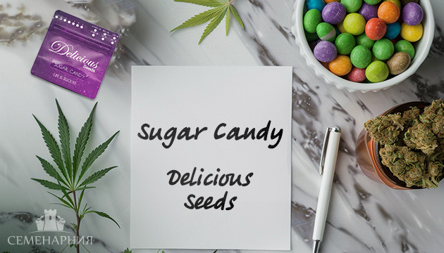Выращивание сорта марихуаны Sugar Candy в индоре Гроурепорт сорта Sugar Candy
