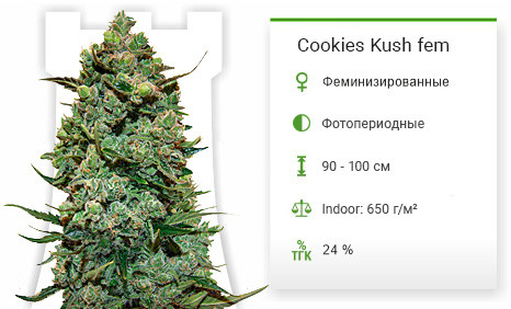 Сорт марихуаны Cookies Kush Cookies Kush от Barney's Farm