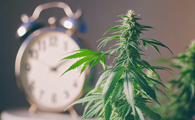 Время для сбора урожая конопли Выбор времени для харвеста