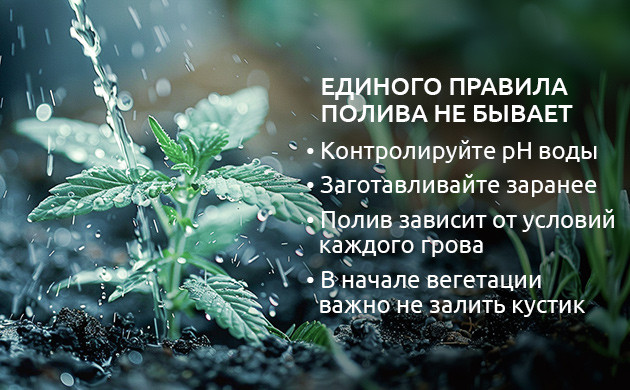 Полив конопли