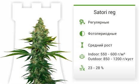 Сорт конопли Satori reg Satori reg (Mandala Seeds)