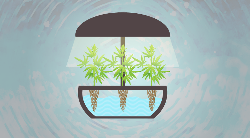Гидропонное выращивание конопли
