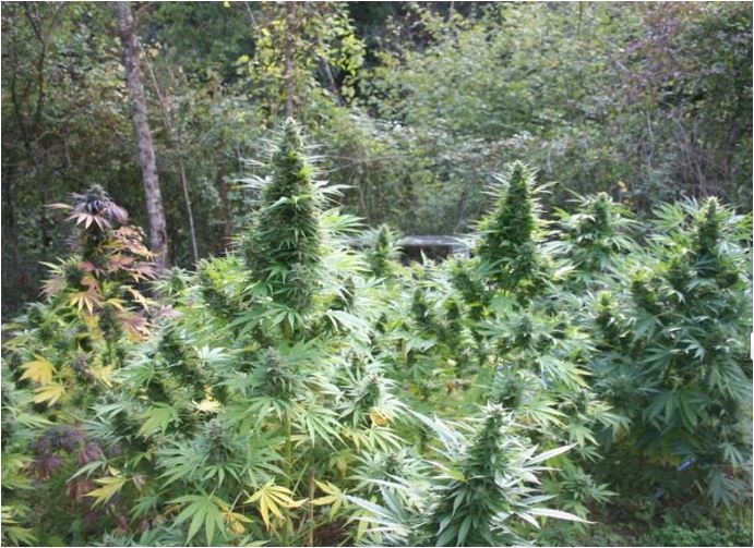 климат для конопли