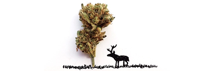 Малая доза конопли для творчества Малая доза конопли для творчества