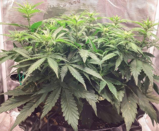 Куст Godzilla Cookies Auto на 7 неделе выращивания