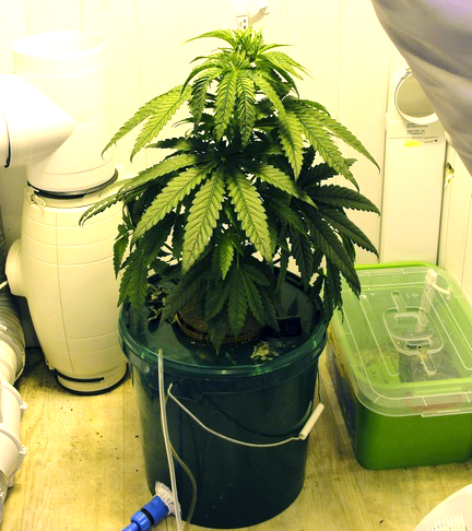 Каннабис в помещении Конопля дома