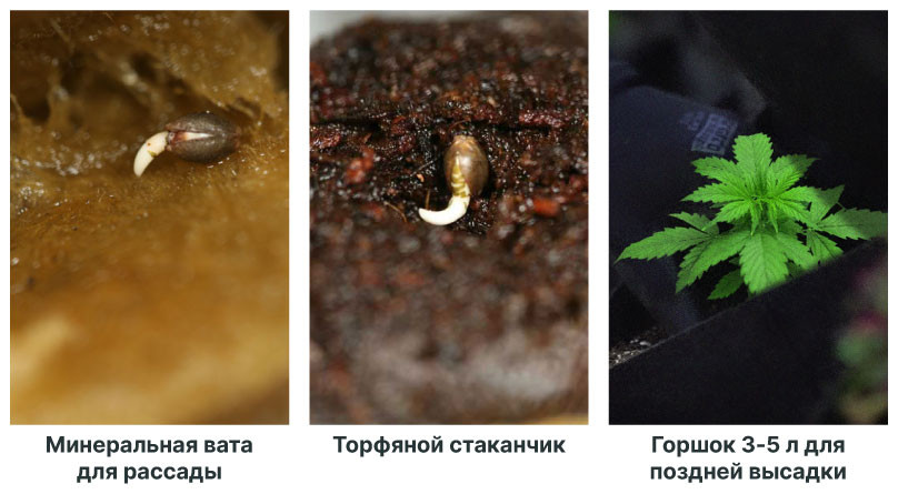 Как подготовить растения к посадке в открытом грунте Выбор между возделыванием семян или готовых растений