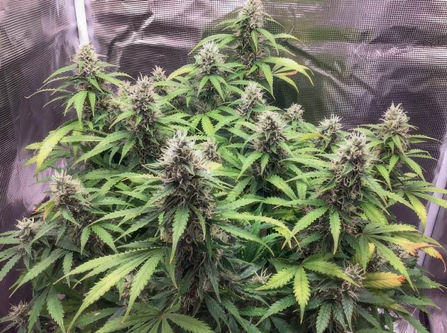 Куст Godzilla Cookies Auto от Herbies Seeds на 11-12 неделе
