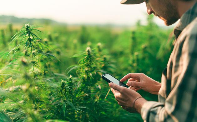 Интернет-магазин семян каннабиса SeedBanda Магазин семян SeedBanda