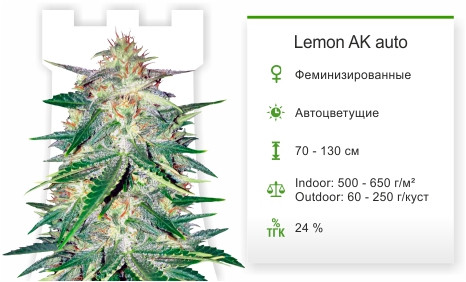 Сорт марихуаны Lemon AK Auto Lemon Ak Auto от FastBuds