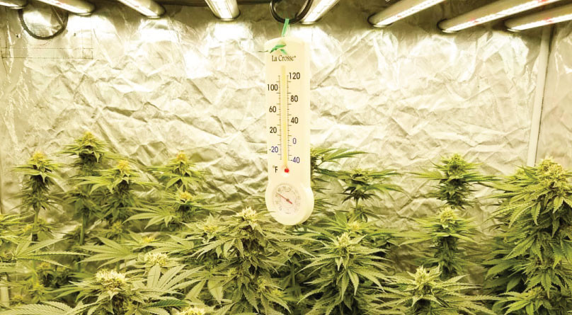 Температура в гроубоксе Термометр в гроубоксе