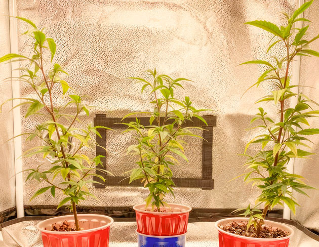 Температура в палатке и тренировки каннабиса Кусты Blueberry Muffin от Humboldt Seed Company на стадии вегетации