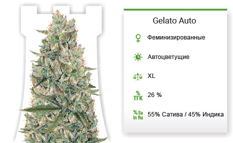 Сорт марихуаны Gelato Auto Gelato Auto от FastBuds