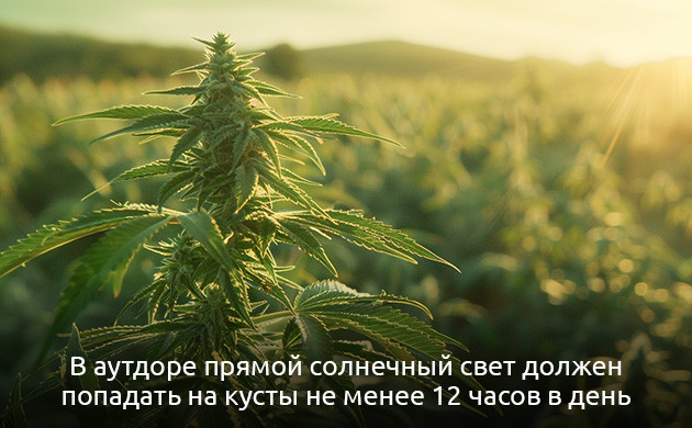 Освещение в открытом грунте