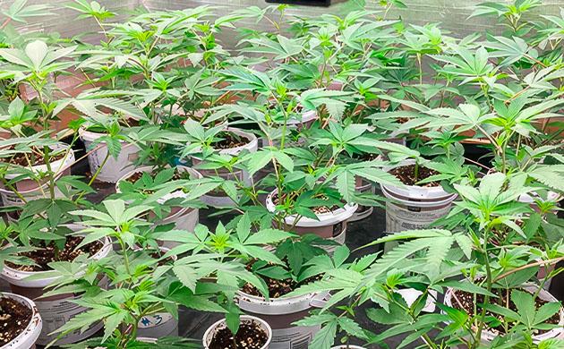 Кусты Godzilla Glue #4 от Herbies Seeds на 4 неделе