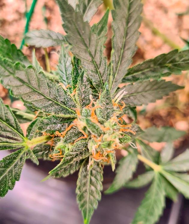 Развитие соцветий Куст Auto Orange Bud на 12-13 неделе выращивания